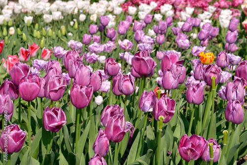 Cultivated of purple tulips  Tulipa  in garden