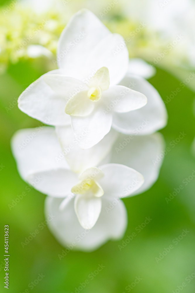 紫陽花 紫陽花