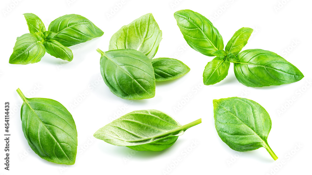 Set of fresh green basil leaves isolated on white background. Set of fresh green basil leaves isolated on white background.