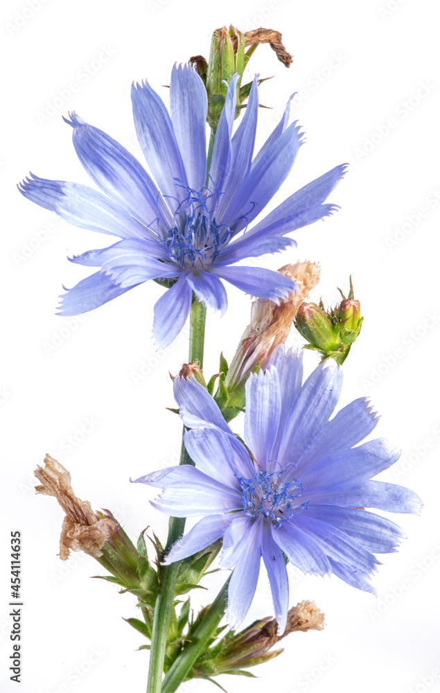 Chicory plant in blossom. Beautiful blue flowers close up on the white background.