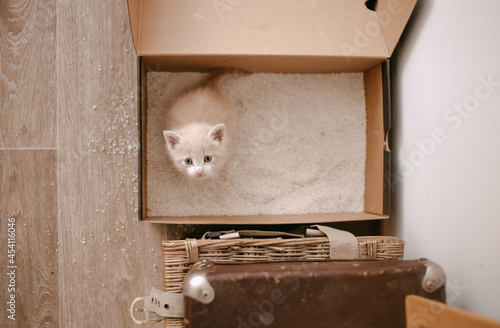 ginger kitten tame to litter box