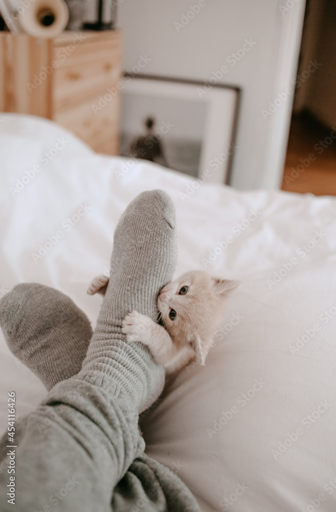 kitten playing with the owner's legs kitten playing with the owner's legs