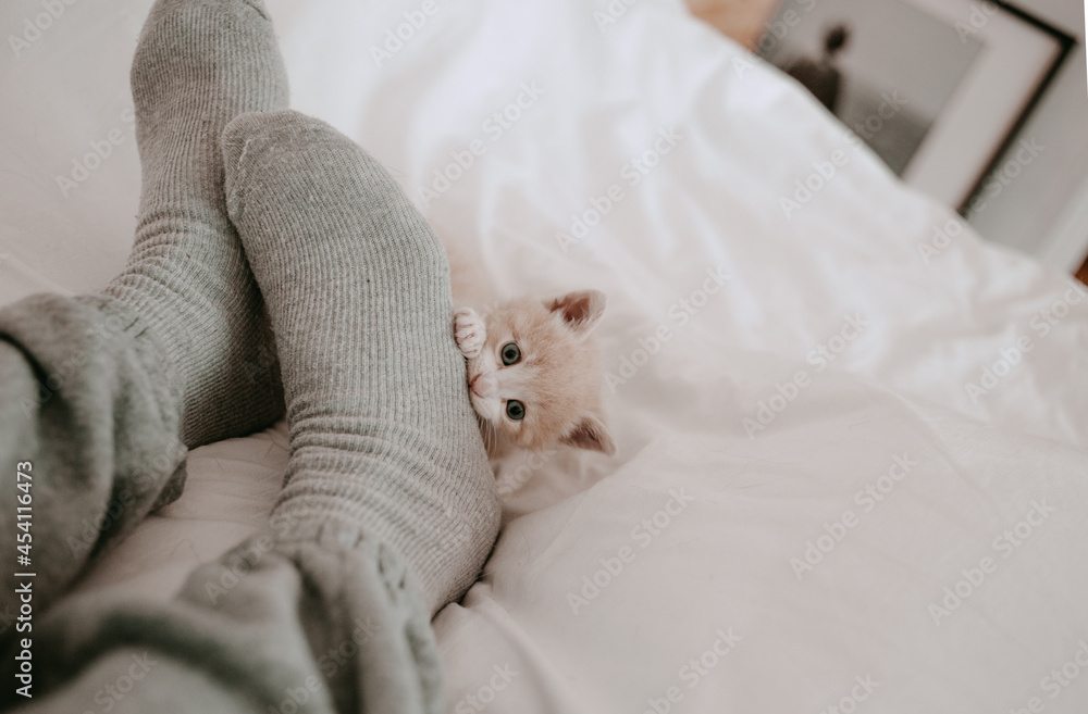 kitten playing with the owner's legs kitten playing with the owner's legs
