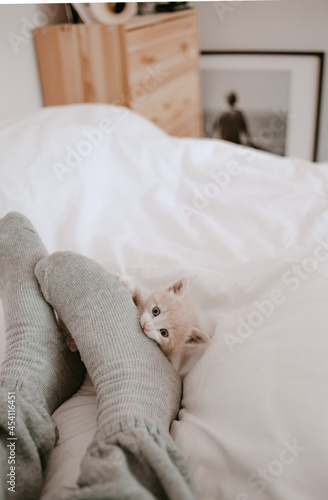 kitten playing with the owner's legs