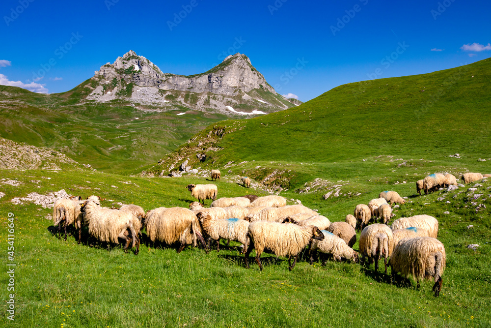 Fototapeta premium Góry Durmitor - Czarnogóra 