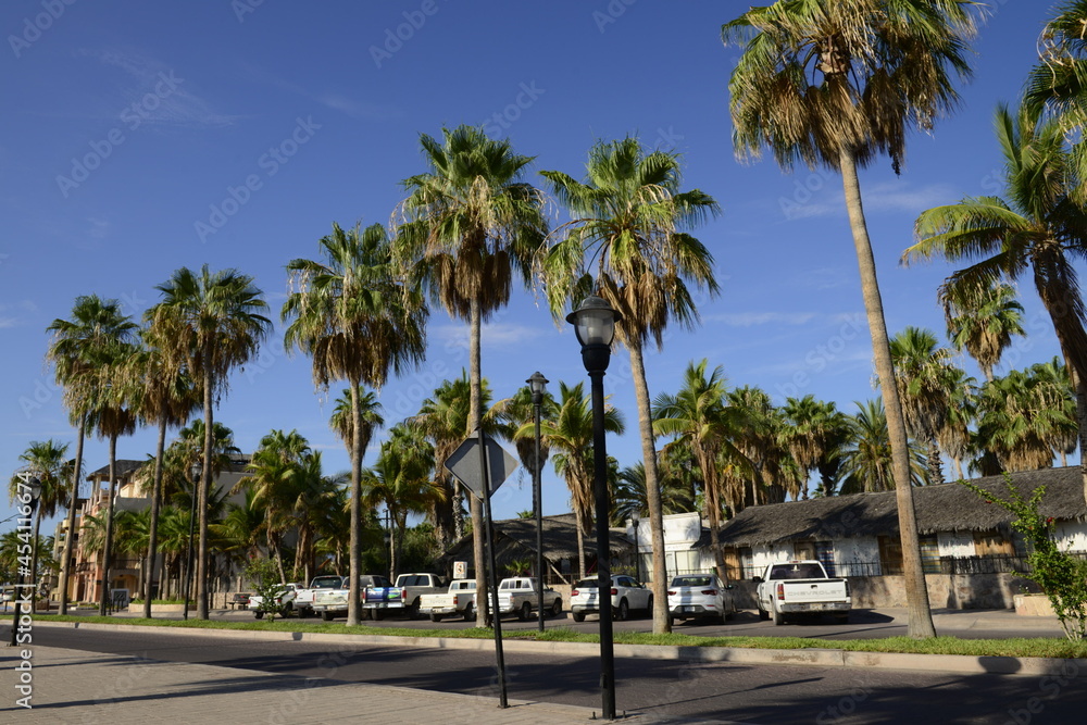 Palm tree on the main street by the Malecon of Loreto in the Baja peninsula, Baja California Sur Mexico. Summer morning with a sunny blue sky