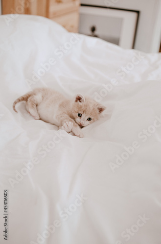 ginger kitten laying in the white bed