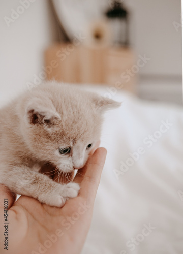 ginger kitten with the hand