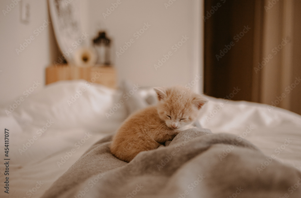 cute kitten sleeping on the owner's feet