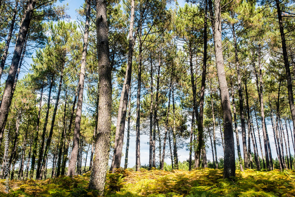 Fototapeta premium Magnificent landscape of a pine forest with a carpet of ferns