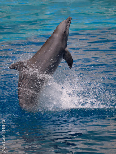 Closeup of dolphin (Tursiops truncatus) viewed of profile standing out of the water