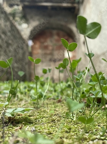 close up of small plants in an alley in italy