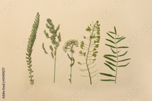 Pressed dried flowers on beige background. Beautiful herbarium