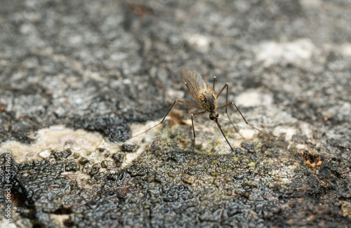 Mosquito feeding on sap on aspen tree, closeup photo photo