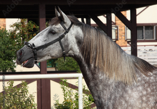 Dapple-grey Andalusian horse rest in the paddock on the farm © horsemen
