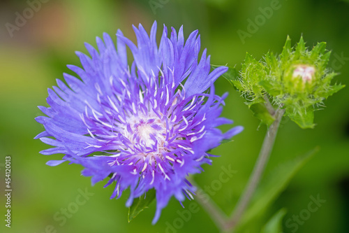 Blüte einer Kornblumemaster photo