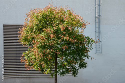 It sprouts bronze-pink, has a fresh green color in summer and turns fiery orange in autumn and then turns golden, hence the American name Golden Raintree photo