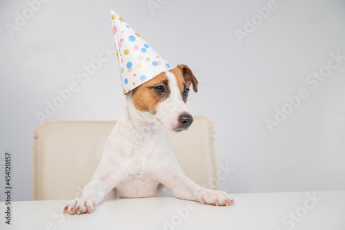 Portrait of dog jack russell terrier in a party hat at the table on a white background