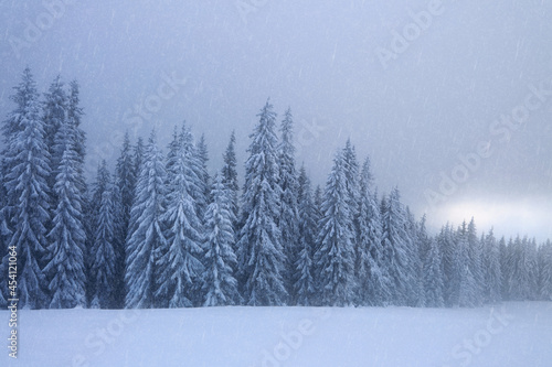Snowfall in the forest. Foggy landcscape on the cold winter morning. Pine trees in the snowdrifts. Snowy background. High mountain. Nature scenery. Location place the Carpathian, Ukraine, Europe.