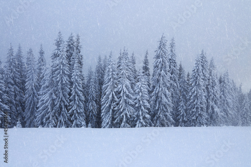 Foggy landcscape on the cold winter morning. Snowfall in the forest. Pine trees in the snowdrifts. Snowy background. High mountain. Nature scenery. Location place the Carpathian, Ukraine, Europe.
