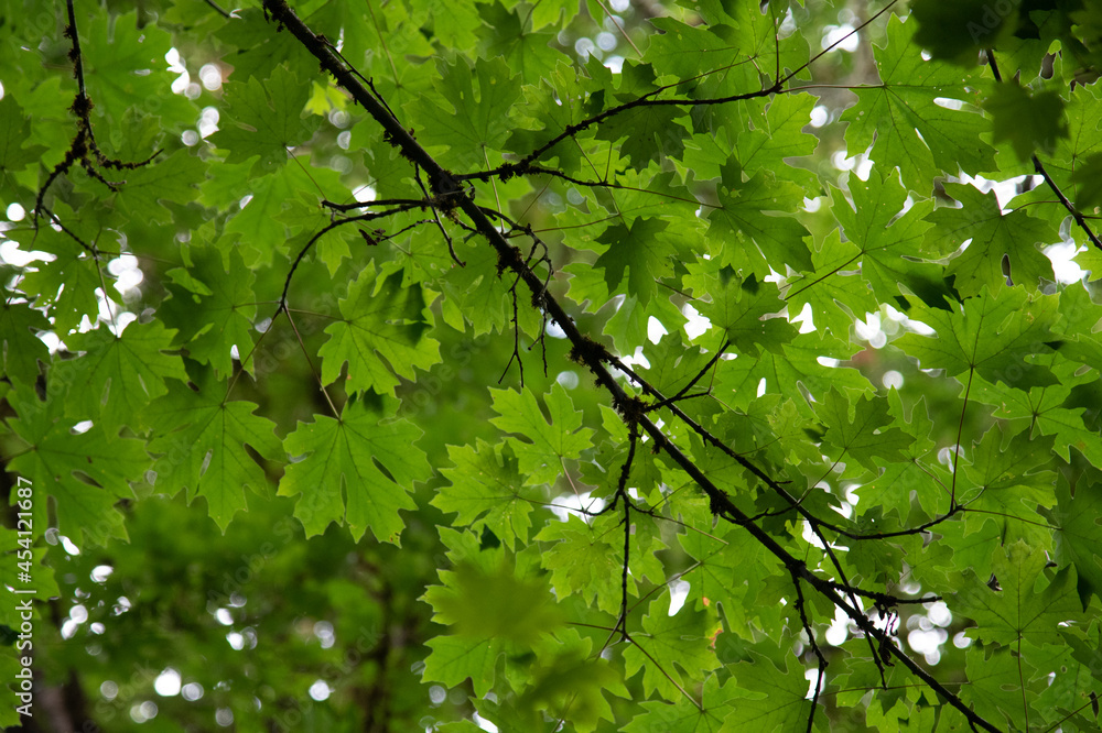 Canopy, Maple
