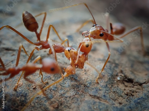 Ants rescue mission