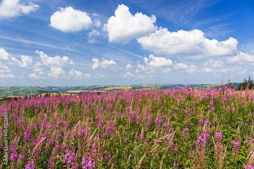 July sea of purple fireweed on Bury Ditches on the south Shropshire Hills, West Midlands, England
