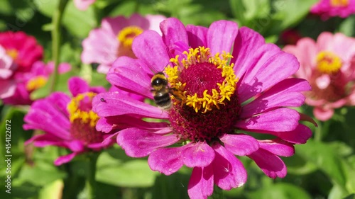 Bee or bumblebee in flower bee amazing, honeybee pollinated of red pink yellow flower. summer harvest your air living nature