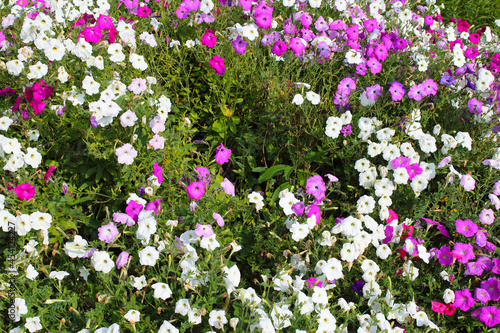 Beautiful petunia flowers. Close-up. Background. Landscape.