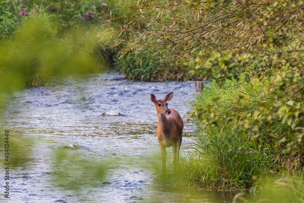 White-tailed doe (Odocoileus virginianus) standing in the edge of a river in the wilderness during summer. Selective focus, background blur and foreground blur.
White-tailed doe (Odocoileus virginianus) standing in the edge of a river in the wilderness during summer. Selective focus, background blur and foreground blur.