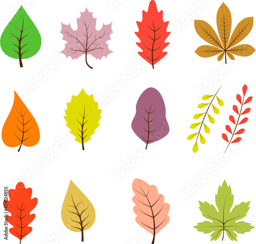 Autumn leaves isolated on white background. Set of colored autumn leaves. Vector illustration