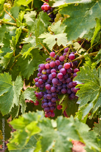 Wallpaper Mural Close up of Grapes Hanging on Branch in Grapes Garden. Torontodigital.ca