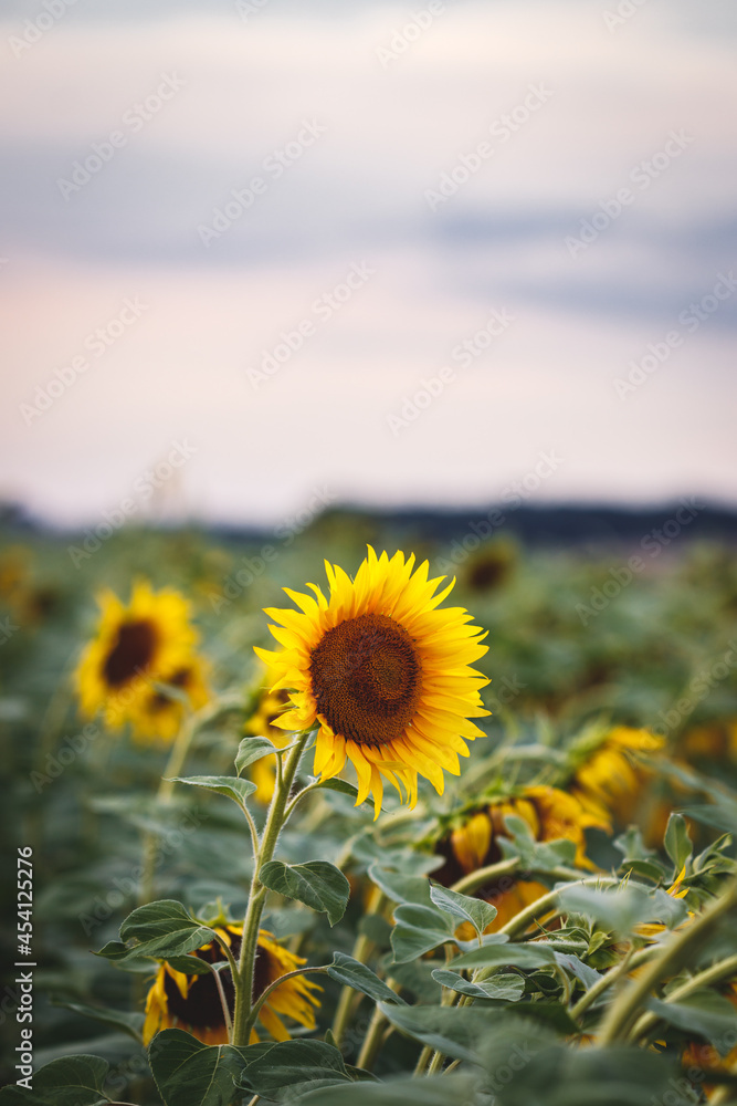 Fototapeta premium Sunflower field and sunset sky