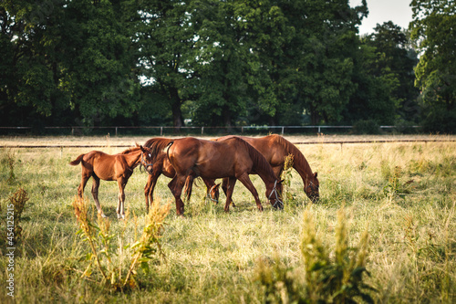 Thoroughbred horse on pasture. Mare with her foal grazing grass at meadow. Racehorse family on ranch