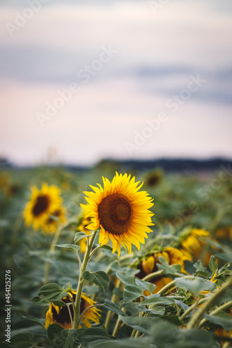 Sunflower field and sunset sky