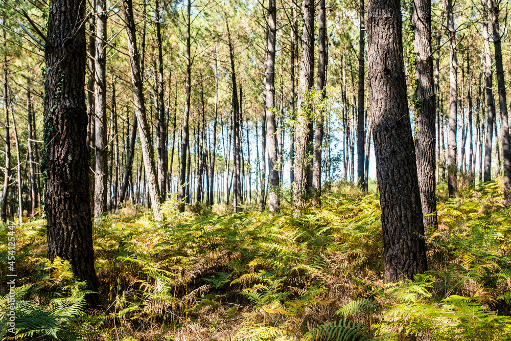 Magnificent landscape of a pine forest with a carpet of ferns Magnificent landscape of a pine forest with a carpet of ferns