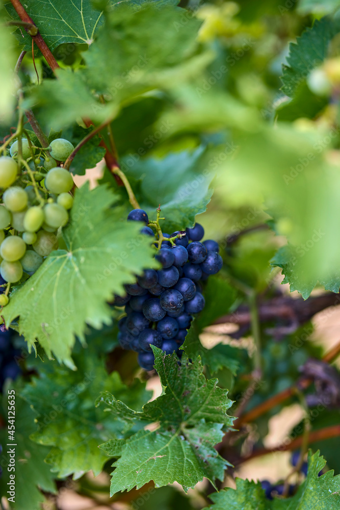 Close up of Grapes Hanging on Branch in Grapes Garden.