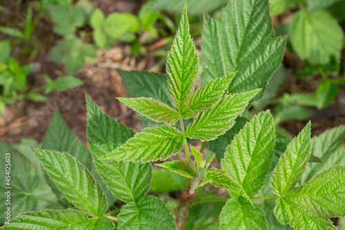 Wallpaper Mural Spring gentle leaves and buds of European red raspberry Rubus idaeus . Green buds on a branch in spring, selective focus, close-up image. Torontodigital.ca