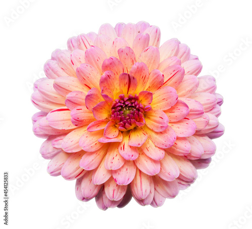 Dahlia Flower beautiful natur isolated on white background with clipping path.