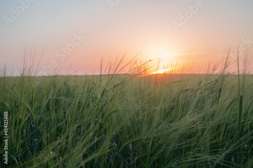 barley field in sunset time,Green ears of wheat close up