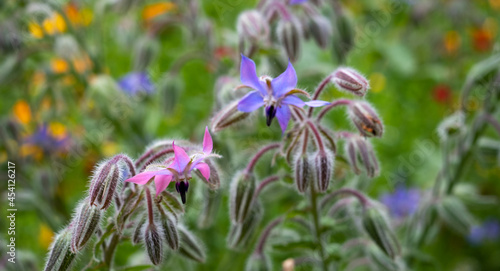 Variety of colourful wild flowers including edible borage growing in the garden at Hidcote Manor, near Hidcote Bartrim in the Cotswolds, Gloucestershire. photo