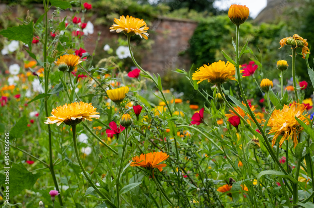 Variety of colourful wild flowers including crimson flax plants and daisies, growing in an Arts and Crafts inspired garden near Chipping Campden in the Cotswolds, Gloucestershire, UK. Variety of colourful wild flowers including crimson flax plants and daisies, growing in an Arts and Crafts inspired garden near Chipping Campden in the Cotswolds, Gloucestershire, UK.