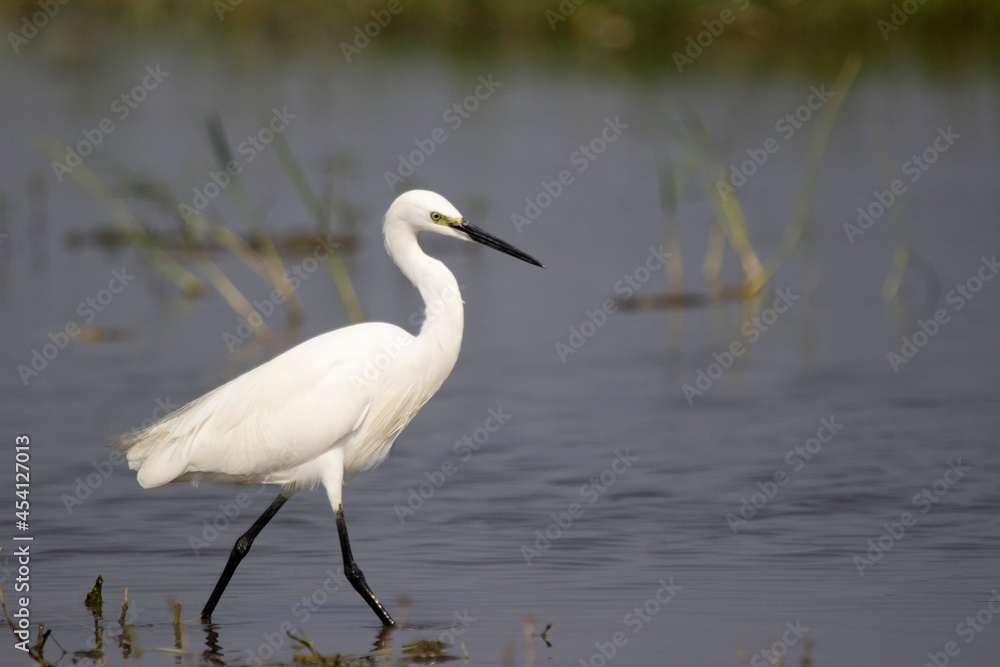 Lesser Egret, Egretta garzetta asmall heron in the family Ardeidae, India Lesser Egret, Egretta garzetta asmall heron in the family Ardeidae, India