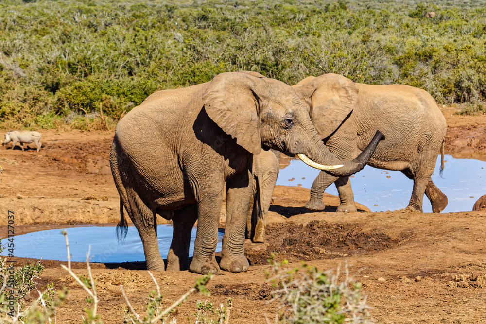 Fototapeta premium Female Elephant with wet trunk after drinking