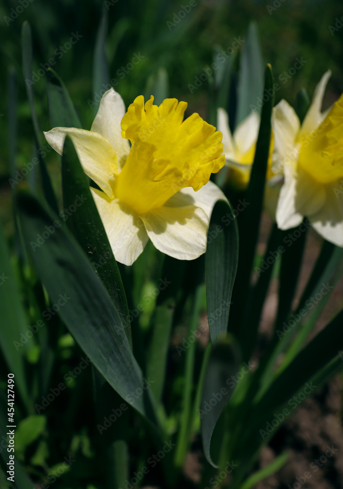 white-yellow daffodil flower close-up on a background of green leaves in summer white-yellow daffodil flower close-up on a background of green leaves in summer