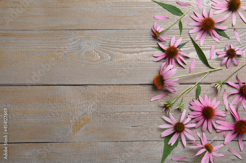 Beautiful echinacea flowers on wooden table  flat lay. Space for text