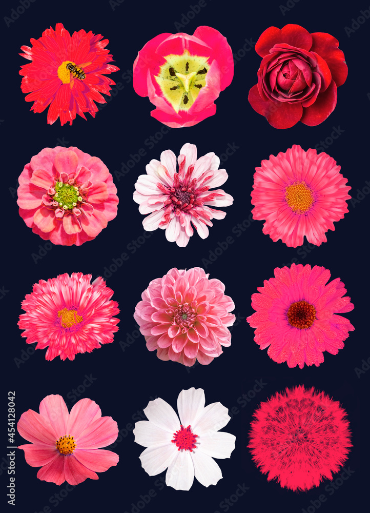 pack of 12 red flowers isolated dark-blue background macro