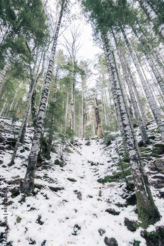 High mountain forest landscape in snowy winter with trees in Ordesa Valley, Pyrenees, national park, Spain. Vertical view