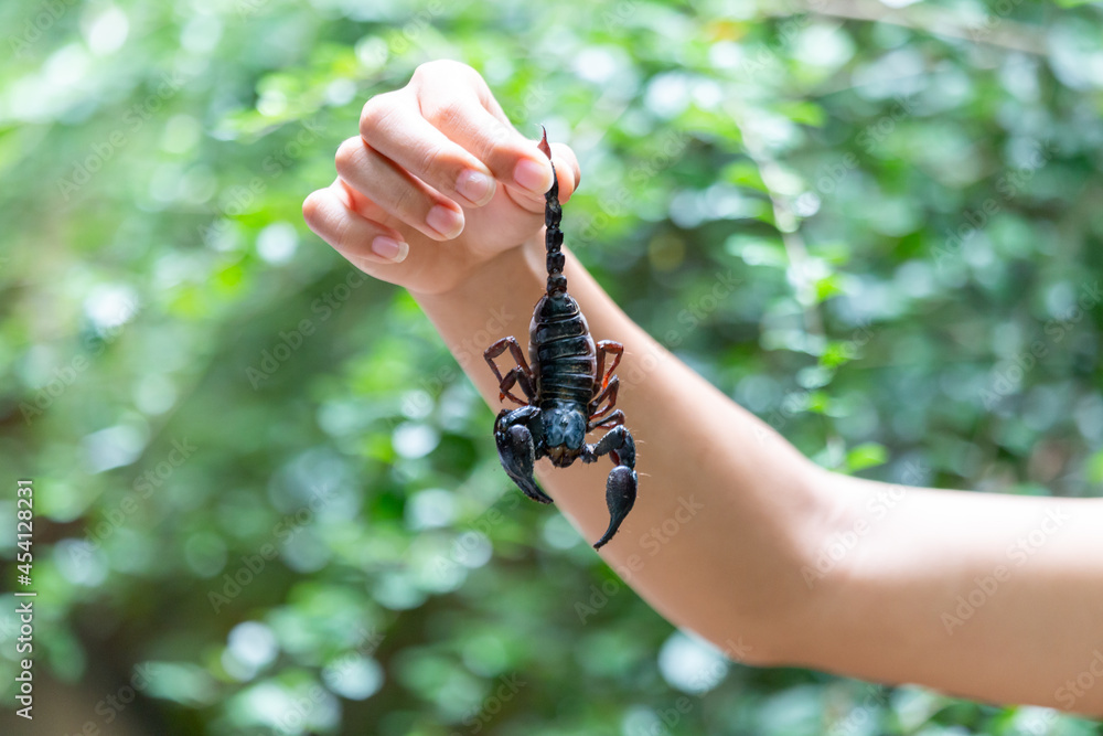 selective focus A large black scorpion in teenage boy's hand holding