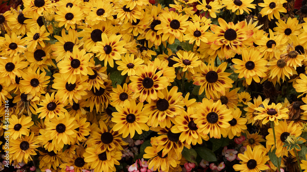 Rudbeckia hirta 'Sputnik' (Kelvedon Star) | Coneflower or Black-eyed Susan. Striking combination. Flower with bright yellow ray florets streaked with brown Rudbeckia hirta 'Sputnik' (Kelvedon Star) | Coneflower or Black-eyed Susan. Striking combination. Flower with bright yellow ray florets streaked with brown